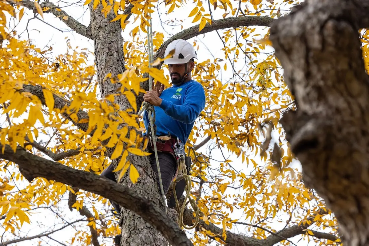 Skilled Dead Tree Removal crew working in Burlington